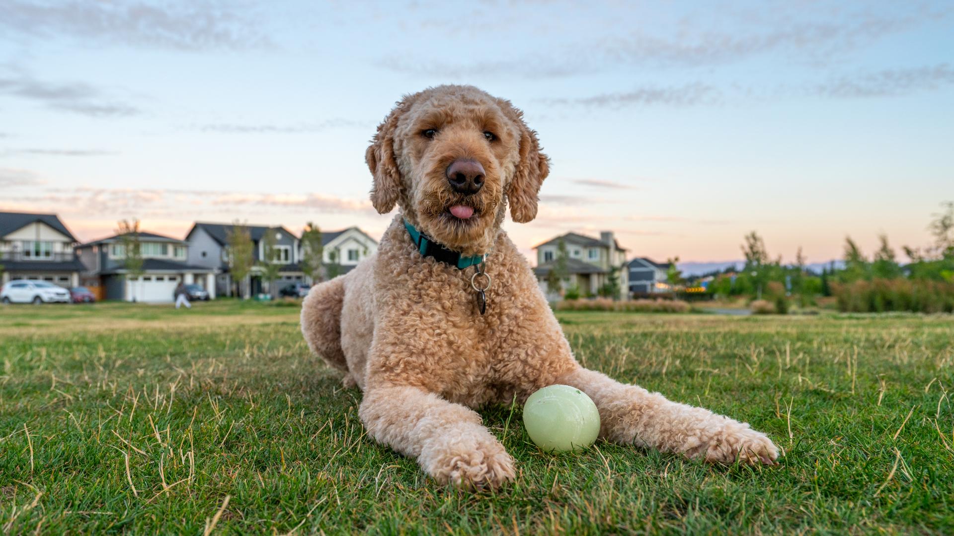 dog sitting on grass with ball