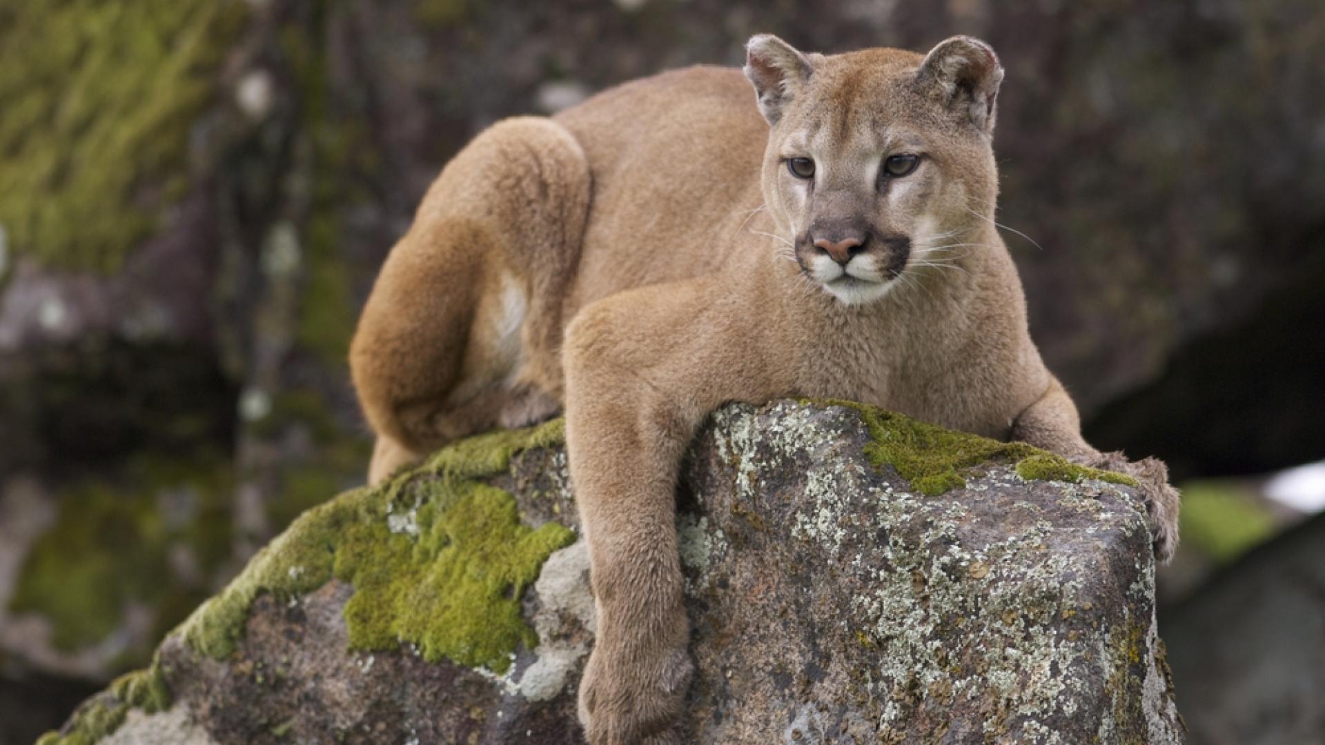 cougar on rock