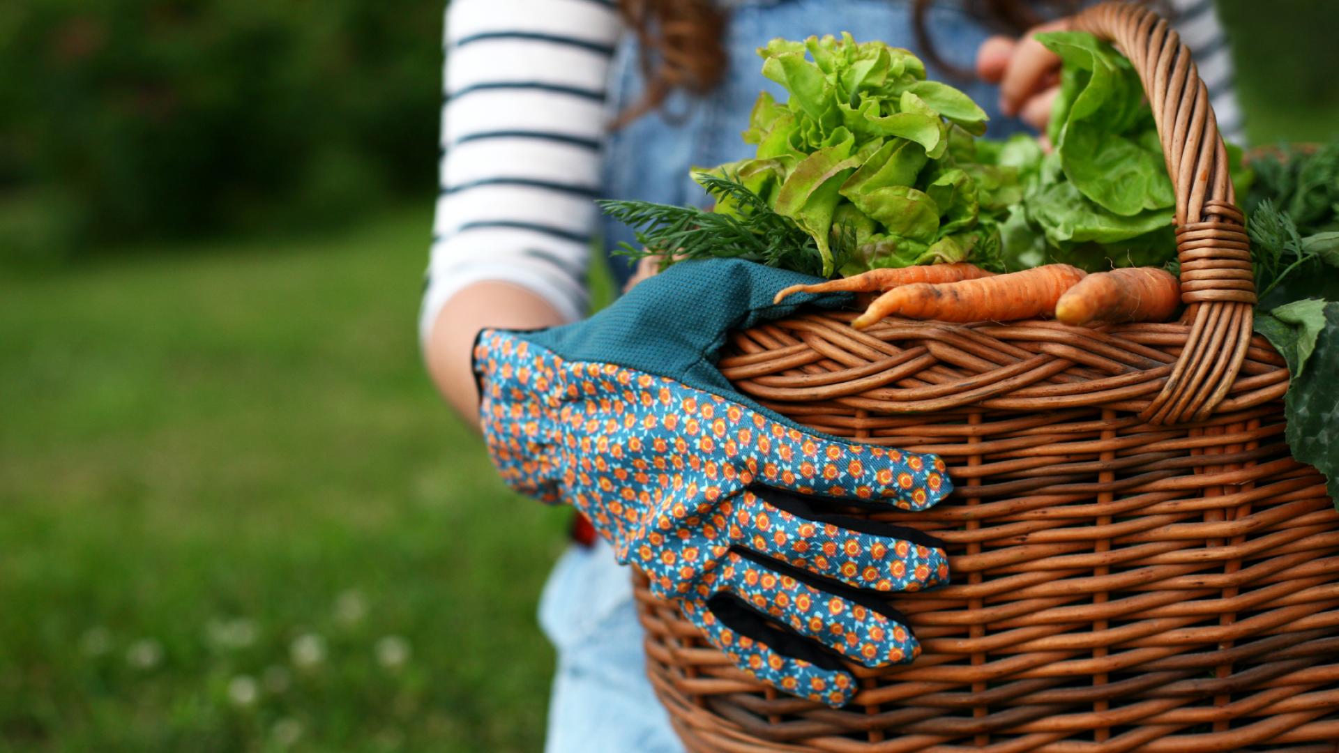 holding basket vegetables