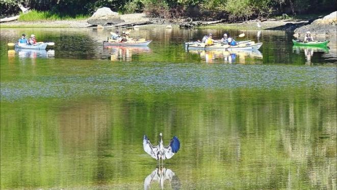 Heron landing on water. there is a group of people kayaking in the background.