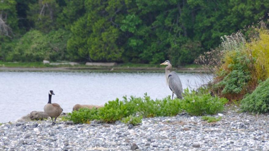 Canada goose standing near a perched heron.