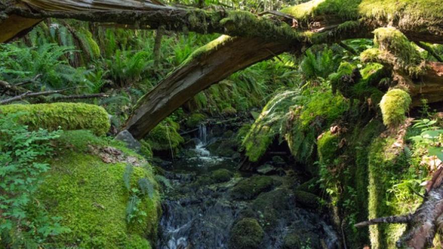 Tree branch going over a creek. The tree branch is covered in green moss.