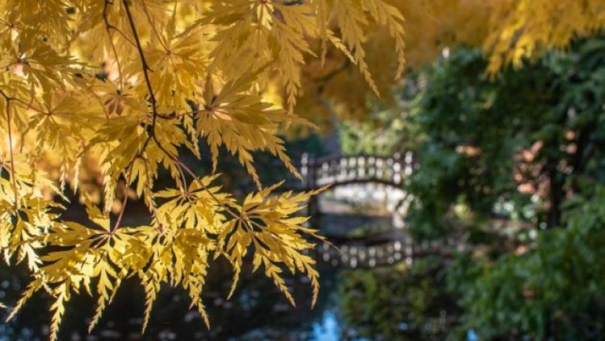 Yellow leaves draping over a creek. There is a small wooden bridge over the creek in the background.