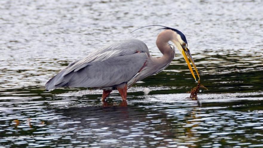 Heron eating on the shore.