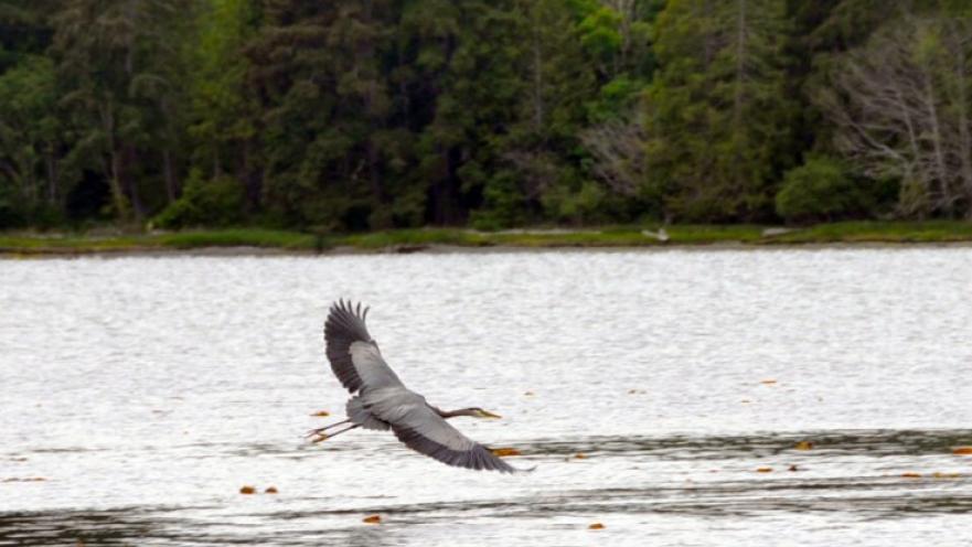 Heron flying over the water.