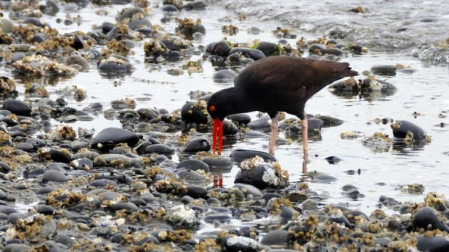 Oyster catcher eating on shore.