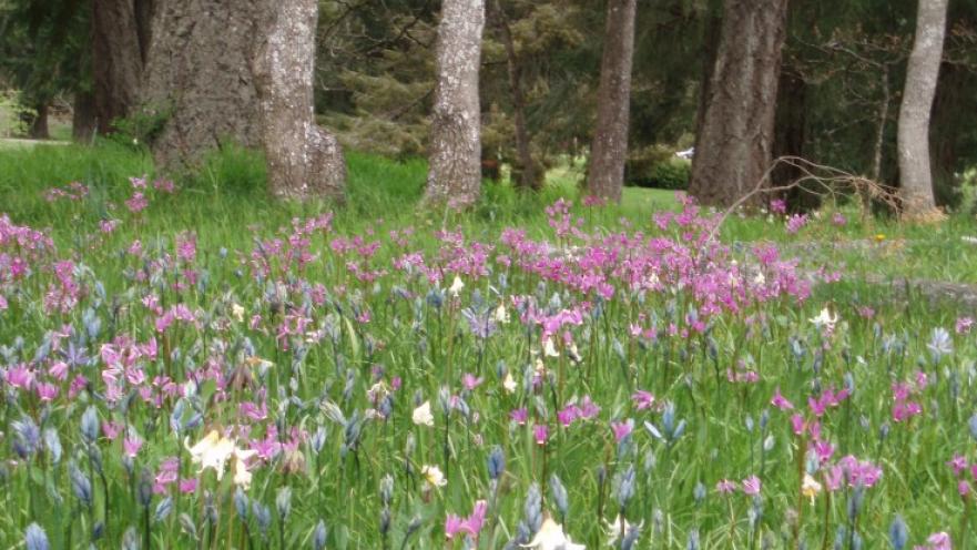 Field with wildflowers. There are some trees in the background.