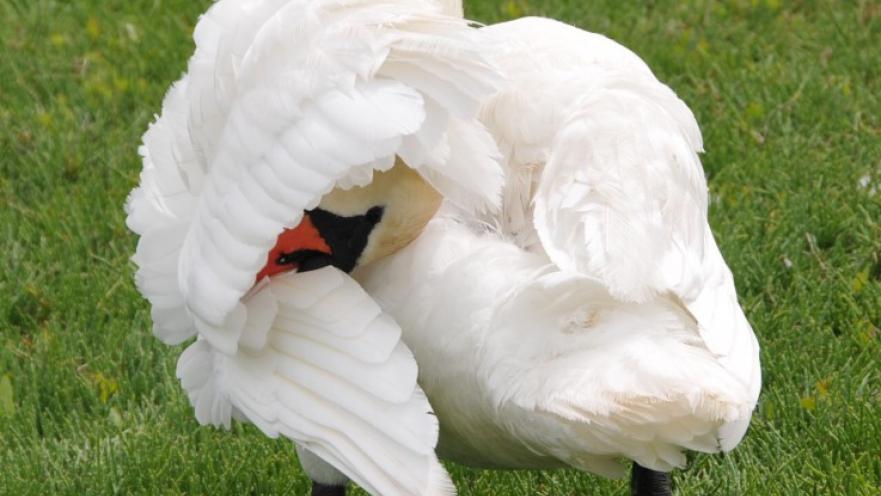 Swan preeming its feathers. 