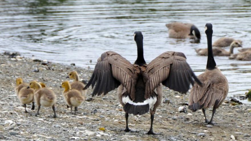 Canada Goose with goslings near water.