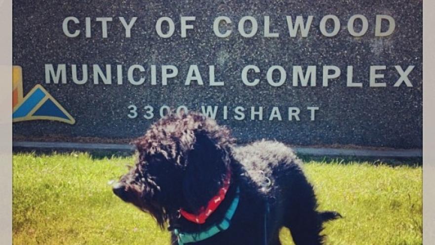 Dog with shaggy dark fur standing in front of the City of Colwood sign.