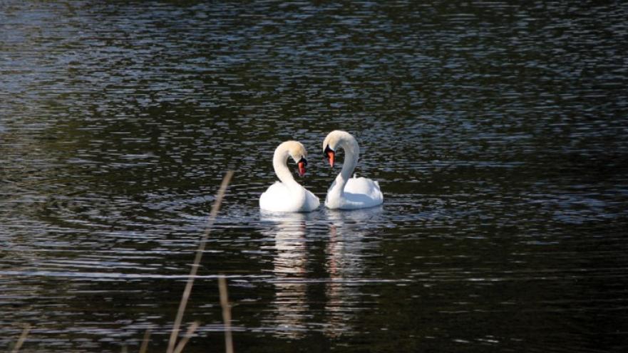 Lagoon with two swans swimming on it.