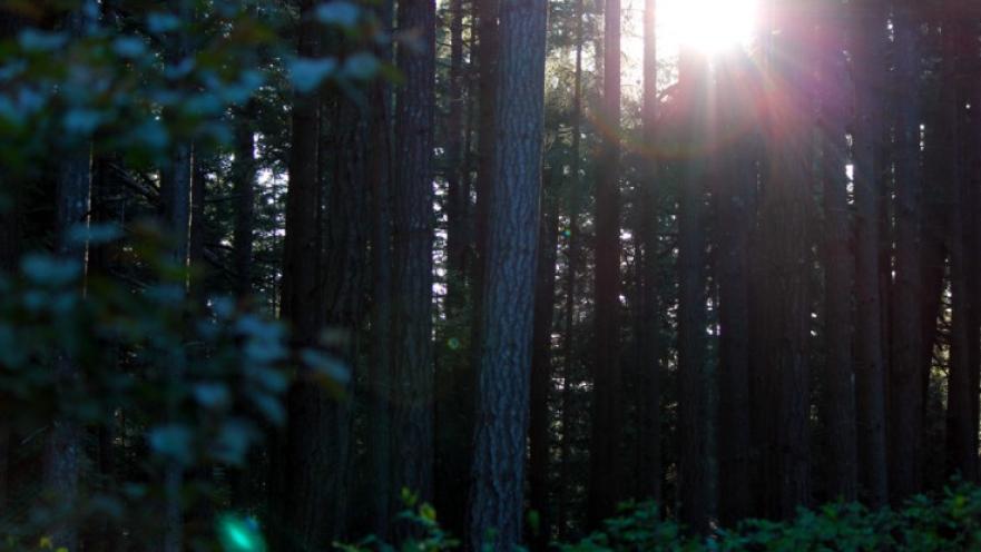 Wooded area with light leaking through the rows of trees.