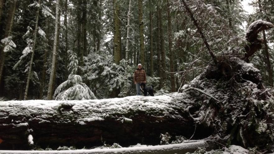 Person leaning on some snow-covered trees. The subject is standing on a felled tree.