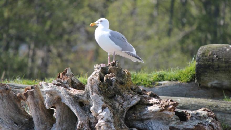 Seagull perched on some driftwood.