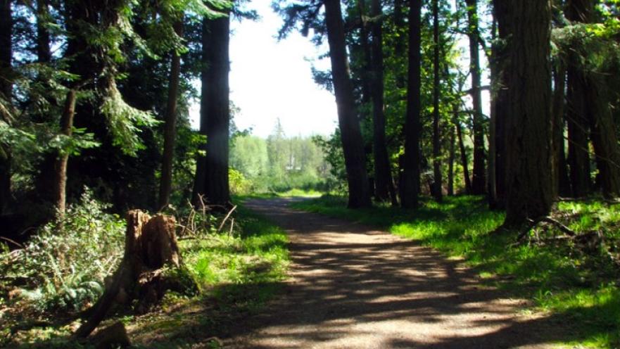 Dirt trail surrounded by trees.