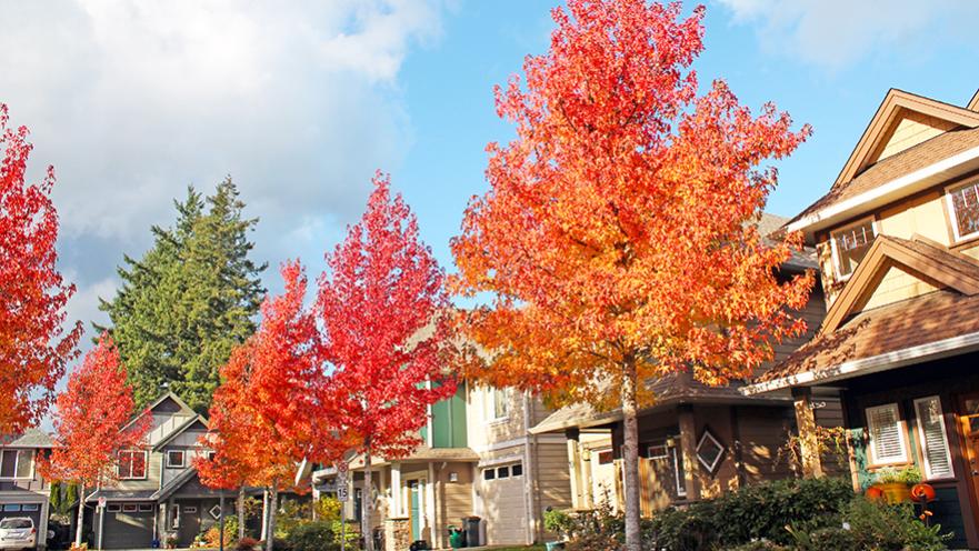 street view of homes and trees with red and gold leaves in colwood bc canada