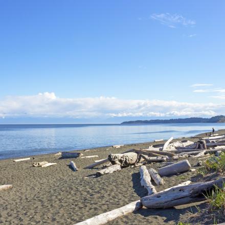 Sandy beach with driftwood scattered along the shore, calm blue ocean, and a distant coastline under a clear blue sky.