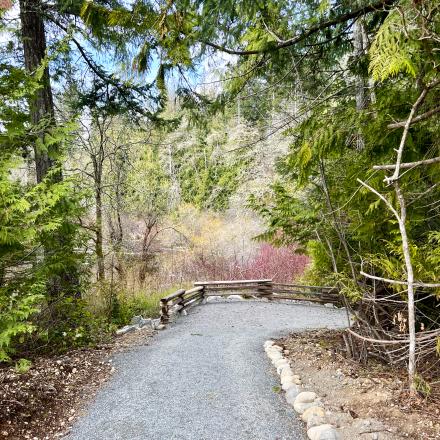 trail in the woods