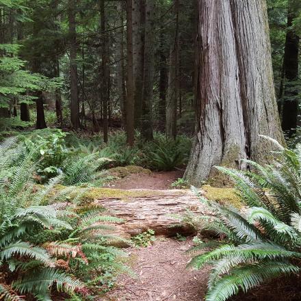 forest path with trees and ferns