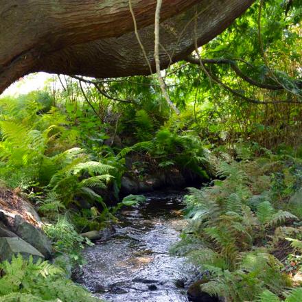 stream tree vegetation