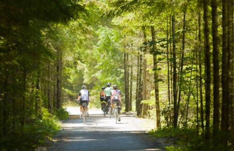 Four people cycling down a forest trail surrounded by trees with sunlight filtering through the canopy.