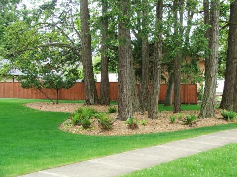 Green lawn and a mulch bed with trees next to a wooden fence.