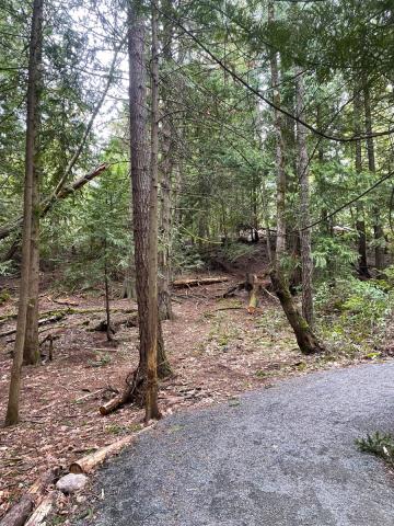 A forest pathway surrounded by tall trees and underbrush.