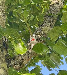 A pheromone trap attached to a tree branch among green leaves.