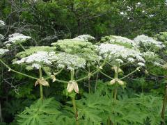 giant hogweed plant