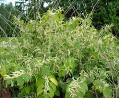 japanese knotweed