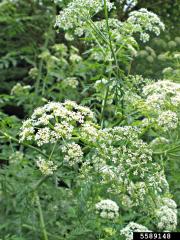 poison hemlock