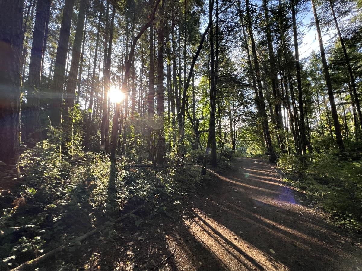 Sunlight streaming through tall trees along a forested path with lush greenery.