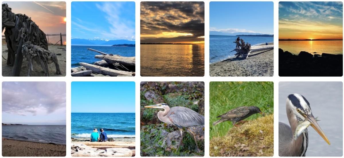 Collage of ten beach and wildlife photos including driftwood sculptures, ocean views, sunset scenes, a heron on rocks, a starling on grass, and two people sitting by the water.