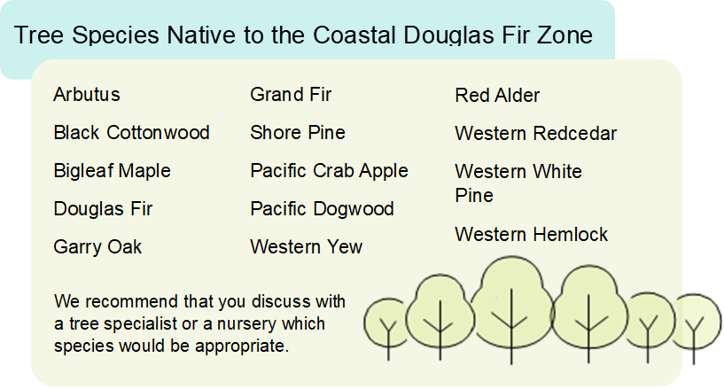 A list of tree species native to the Coastal Douglas Fir Zone, including Arbutus, Black Cottonwood, Bigleaf Maple, Douglas Fir, Garry Oak, Grand Fir, Shore Pine, Pacific Crab Apple, Pacific Dogwood, Western Yew, Red Alder, Western Redcedar, Western White Pine, and Western Hemlock.