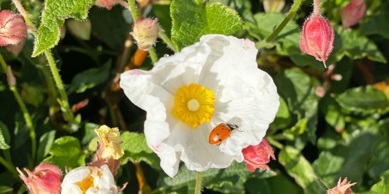 A ladybug on a white flower surrounded by green leaves and pink buds.