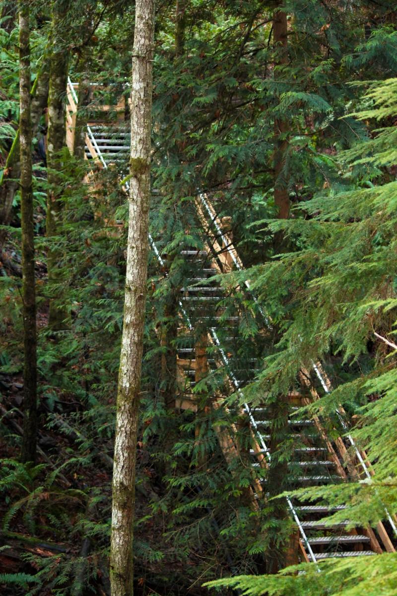 Wooden staircase surrounded by lush green forest in a park.