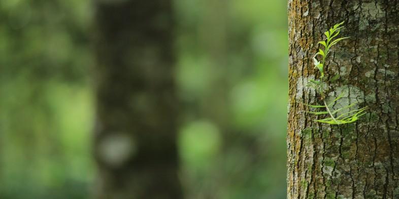 A close-up of a tree trunk with a small green plant growing on it.