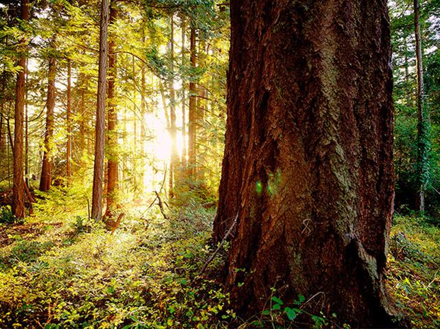 A sunlit forest scene with tall trees and a large tree trunk in the foreground, with sunlight streaming through the trees creating a warm, golden glow.