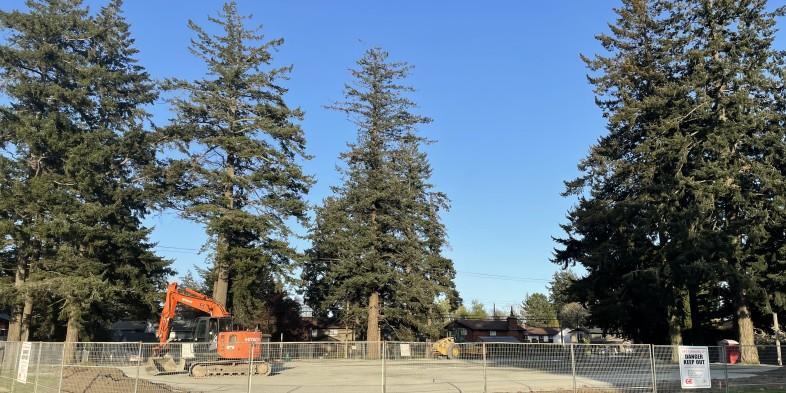 Construction site surrounded by tall pine trees, with a bright orange excavator and a yellow bulldozer inside a fenced area. Clear blue sky and residential houses in the background.