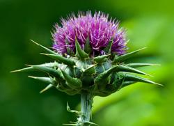 milkweed milk thistle